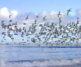 South American Terns